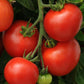 100 Homeslice Tomato Seeds Hybrid Tomato F1 Variety