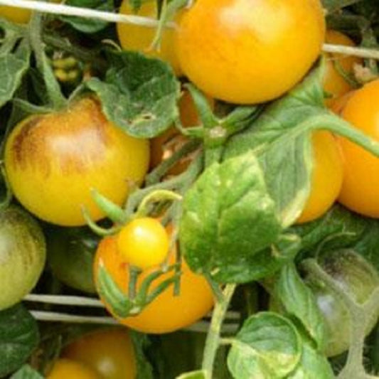 Tomato Seeds 25 Indigo Starburst F1 Tomato Seeds Cherry Tomato Seeds