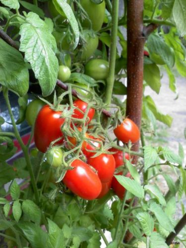 Tomato Seeds Juliet Grape Hybrid F1 Hybrid 500 Bulk Seeds