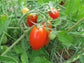 Tomato Seeds Juliet Grape Hybrid F1 Hybrid 100 Seeds