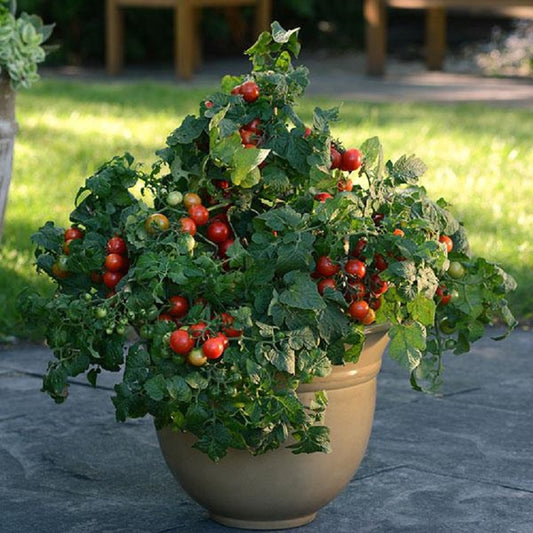 indoor grape tomato plant Buy Tomato Seeds | Fantastico Hybrid