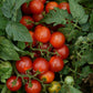 Tomato Seeds Tomato Little Bing 25 Seeds Grape Tomato