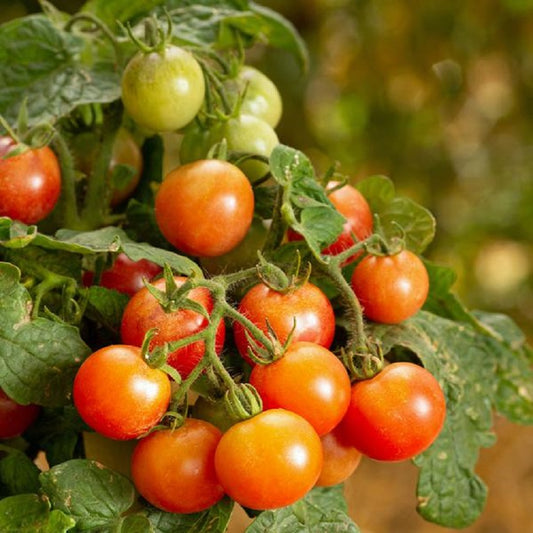 25 Tomato Seeds Little Birdy Rosy Finch F1 Hybrid Micro Dwarf Tomato