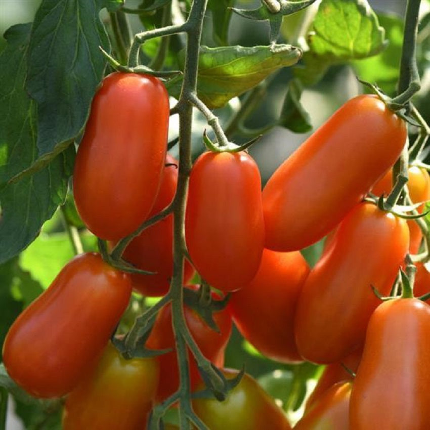 Tomato Seeds 25 Seeds Tomato Marzito F1 Variety