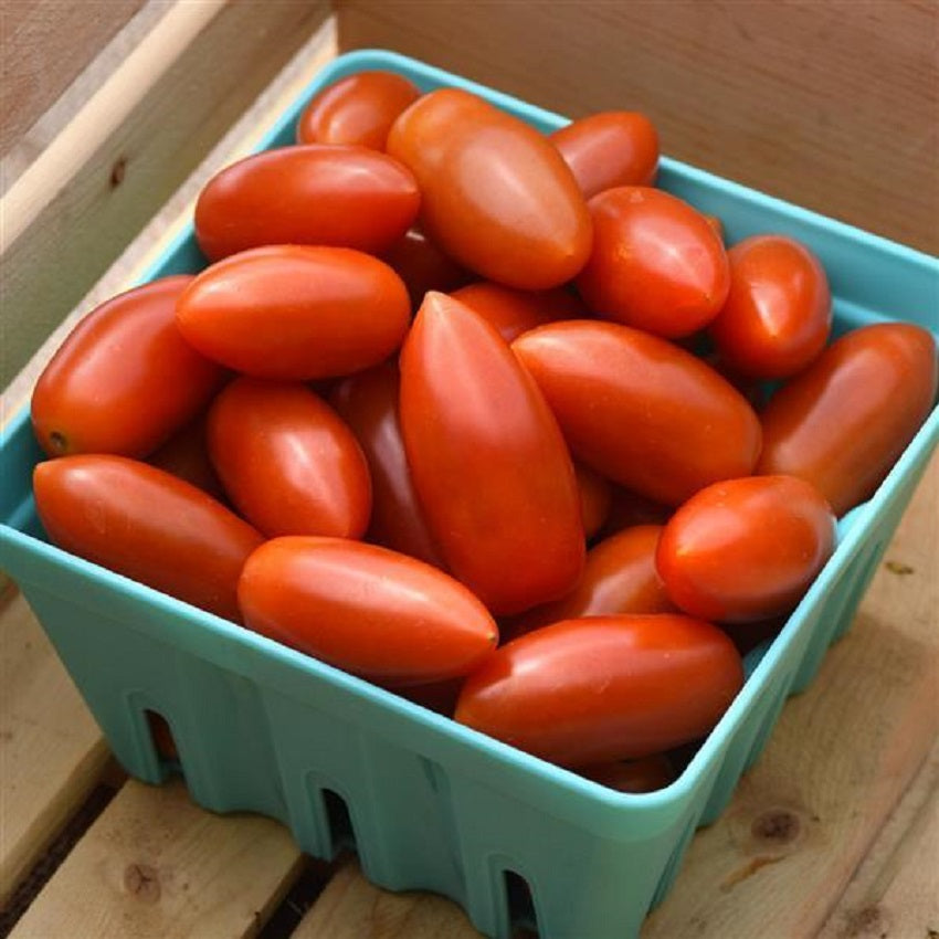 Tomato Seeds 25 Seeds Tomato Marzito F1 Variety