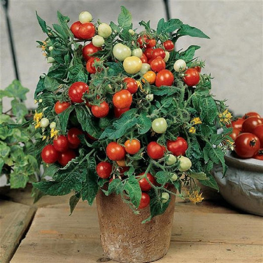 campari tomato plant seeds 50 Campari Tomato Seeds | Vegetable Seeds
