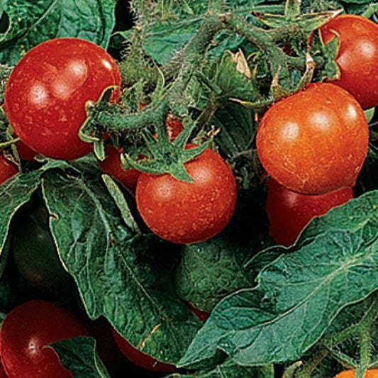 Micro Tom Tomato Seeds 1,000 Dwarf Tomato Seeds