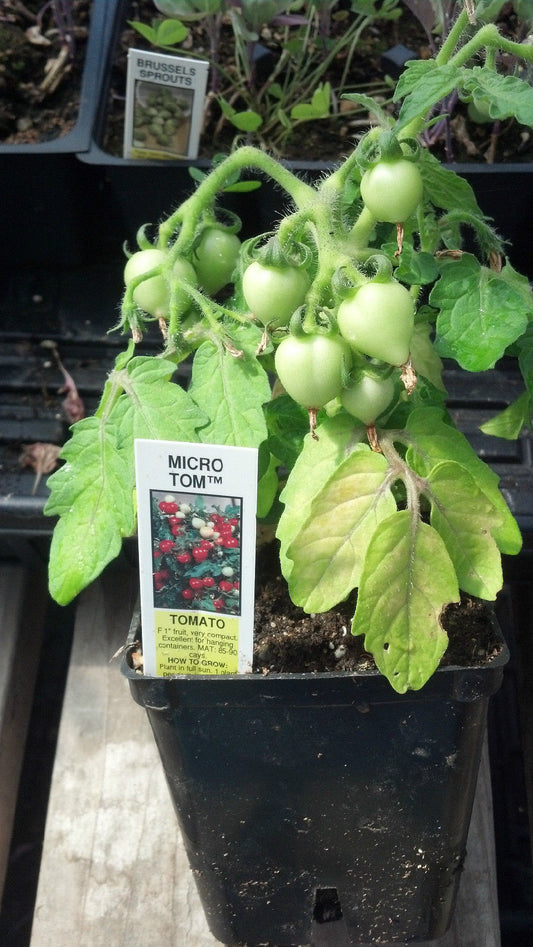 Micro Tom Tomato Seeds 500 Dwarf Tomato Seeds