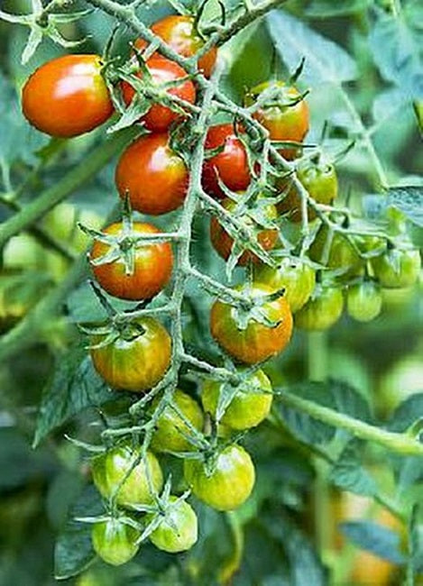 25 Tomato Seeds Moby Grape F1 Hybrid Grape Tomato Seeds
