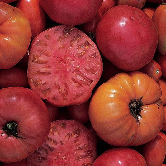 Tomato Seeds Heirloom Tomato Seeds 50 Mortgage Lifter Seeds