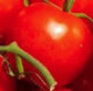 200 Tomato Seeds Moscow VR Spring Seeds