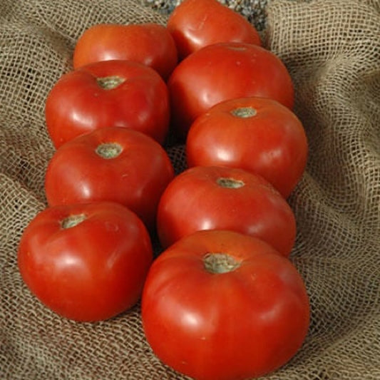 25 Tomato Seeds Tomato Mountain Spring F1 Hybrid Beefsteak Tomato