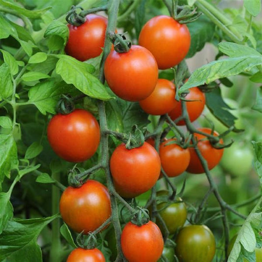 sunrise sauce tomato plant Sunrise Sauce | Tomato Seeds
