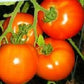 200 Tomato Seeds Oregon Spring 58 DAYS