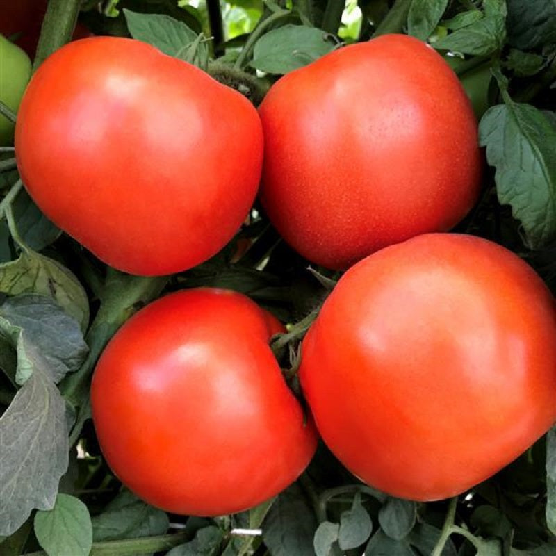 Tomato Rambler Hybrid 25 Tomato Seeds F1 Determinate