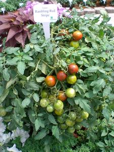 Tomato Seeds 25 Tomato Seeds Rambling Red Stripe F1