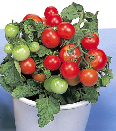 Red Robin Tomato Seeds 25 thru 100 Garden Seed