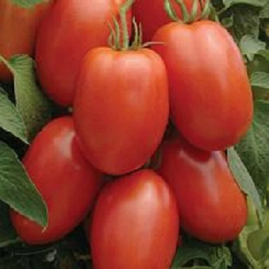 Buy Tomato Seeds Roma Tomato 2,500 Bulk Seeds