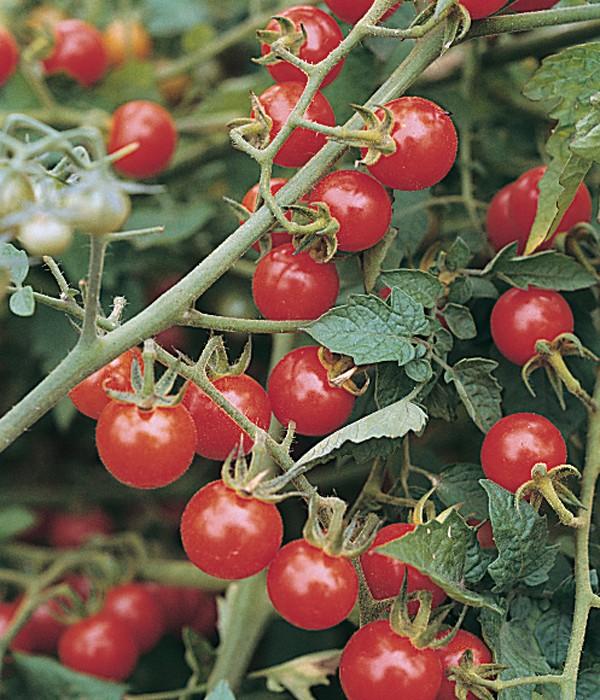 Tomato Seeds Small Red Cherry Tomato 25 thru 500 Tomato Seeds