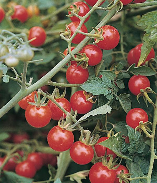Tomato Seeds Small Red Cherry Tomato 25 thru 500 Tomato Seeds