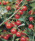 Tomato Seeds Small Red Cherry Tomato 50 Seeds