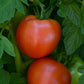 25 Stellar Tomato Seeds Slicing Tomato Hybrid