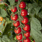 25 Tomato Seeds Tomato Sugar Gloss F1 Hybrid Cherry Tomato
