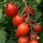 Tomato Seeds 25 F1 Tomato Sugar Rush Cherry Tomato