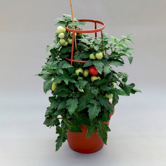 hanging tomato plants for sale Power Pops Tomato Seeds – 25 F1 Hybrid Trailing Tomatoes – trailingpetunia.com