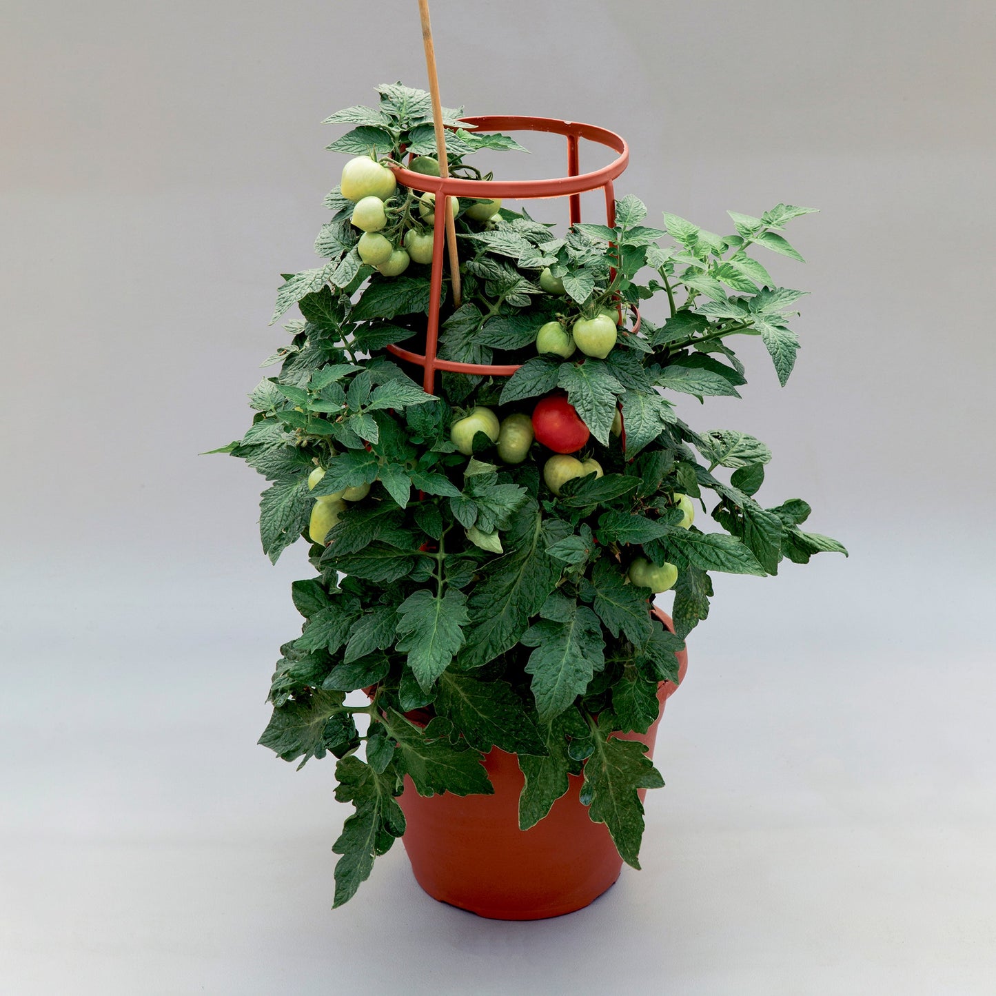 Summerlast Tomato Seeds Dwarf Tomato Determinate Tomato