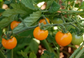 SunSugar Hybrid Tomato Orange Cherry Tomato 100 Seeds