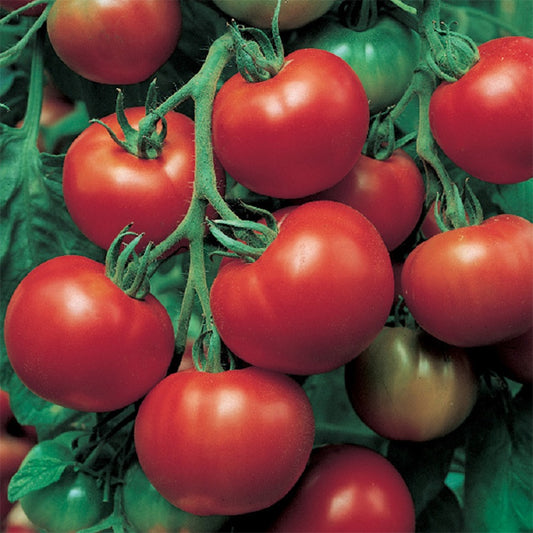 50 Tomato Seeds Tomato Super Sioux Slicing Tomato