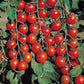 50 Sweet Million Hybrid Cherry Tomato Seeds