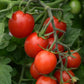 Tomato Seeds 25 Tomato Tidy Treats F1 Cherry Tomato
