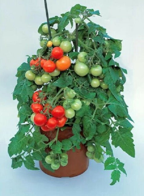 25 Tomato Seeds Tomato Totem F1 Hybrid Dwarf Tomato