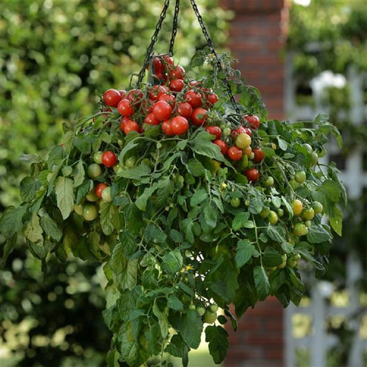 Tomato Seeds 100 Tomato Tumbler F1 Seeds Hanging Basket Tomato
