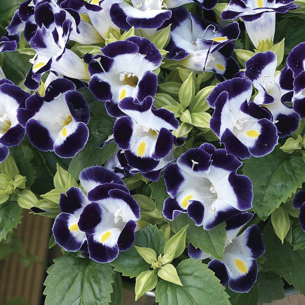 Torenia Seeds - Kauai White - 50 Pelleted Seeds For Spring & Summer Planting, Partial Shade
