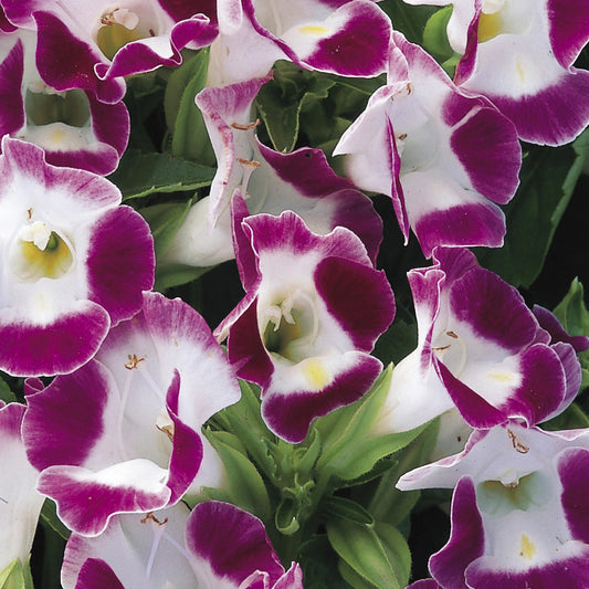 wishbone flower seeds Wishbone Flower | Torenia Seeds