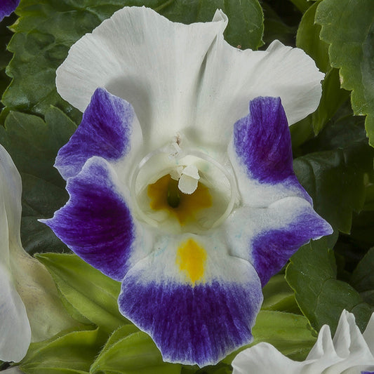 Torenia Seeds Hi Lite Blue Jump Up 50 Pelleted Seeds