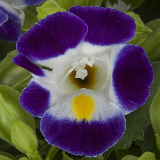 Torenia Seeds Hi Lite Blue & White 50 Pelleted Seeds