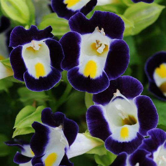 Torenia Seeds Kauai Blue & White 50 Pelleted Seeds