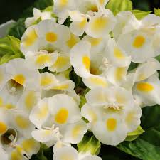 Torenia Seeds Kauai Lemon 50 Pelleted Seeds