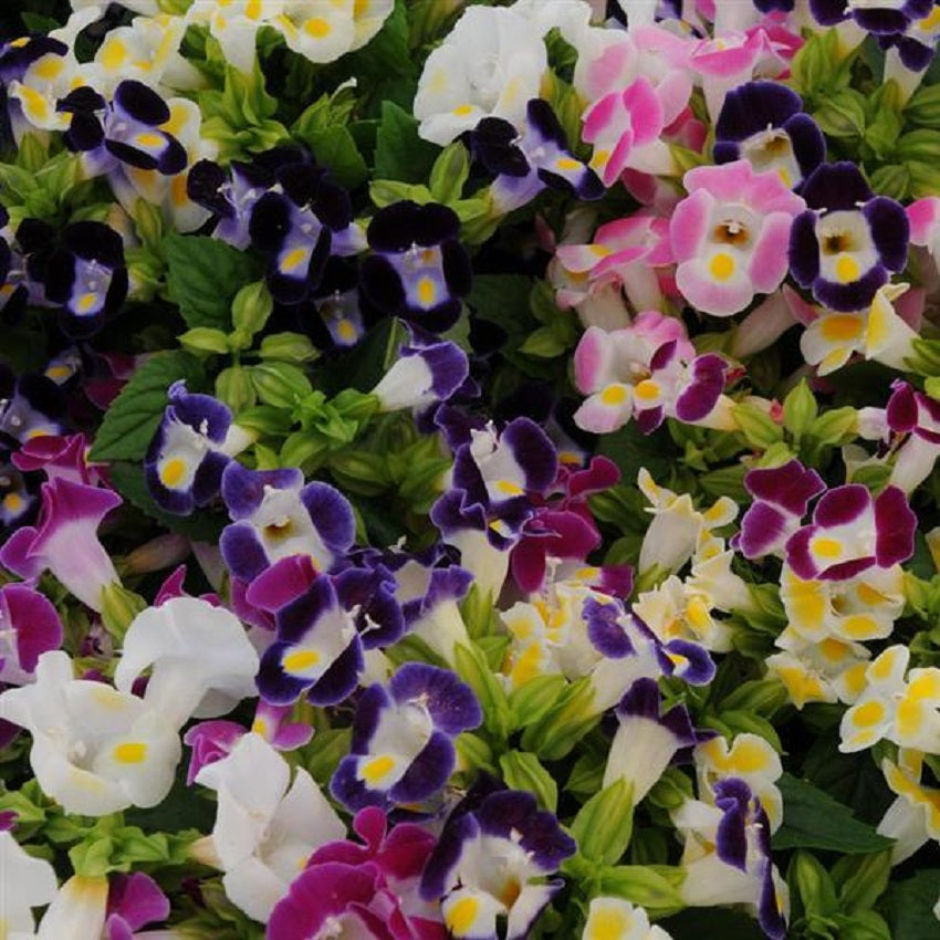 Bulk Torenia Seeds Kauai Mix 1,000 Pelleted Seeds