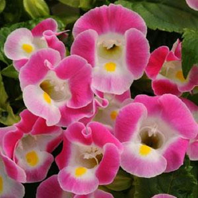 Bulk Torenia Seeds Kauai Rose 1,000 Pelleted Seeds