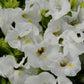 Bulk Torenia Seeds Kauai White 1,000 Pelleted Seeds