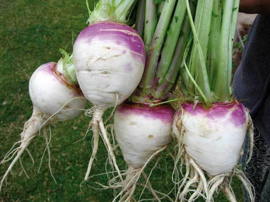 3,000 Turnip Seeds White Globe Purple Top Seeds