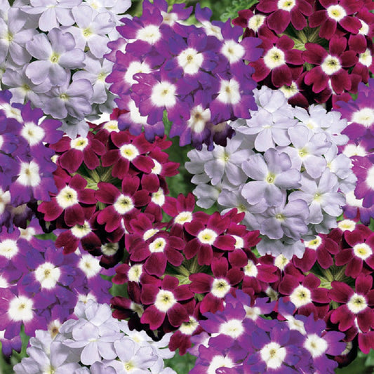50 Verbena Seeds Verbena Obsession Berry Tart Mix