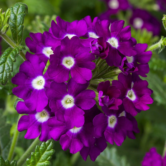 Trailing Verbena Seeds Verbena Obsession Cascade Purple Eye 15 thru 100 Seeds