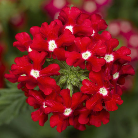 Trailing Verbena Seeds Obsession Cascade Red 25 Seeds