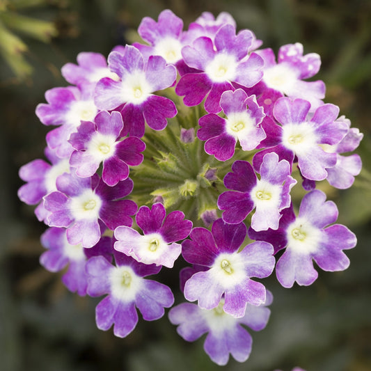 Verbena Seeds Verbena Obsession Twister Cascade Violet 15 thru 100 Seeds Trailing Verbena